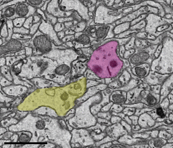Molnar experimental synapse Cerebral Cortex May 2021