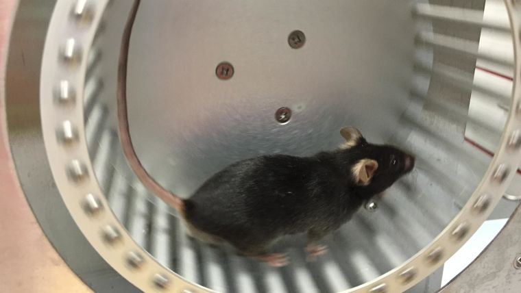 A single mouse running on a wheel
