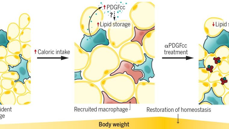 Adipose tissue-resident macrophages control lipid storage through production of platelet-derived growth
factor (PDGFcc), which induces lipid retention in white adipose tissue adipocytes in a paracrine manner,
although the precise mechanism is unclear. Recruited macrophages are responsible for the inammation
that characterizes obese adipose tissue. Treatment with PDGFcc antibodies restores homeostasis, and
reduces lipid storage and body weight, redirecting excess lipids mostly to thermogenesis.