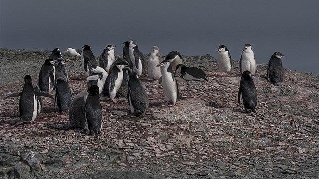 Penguins in their natural habitat