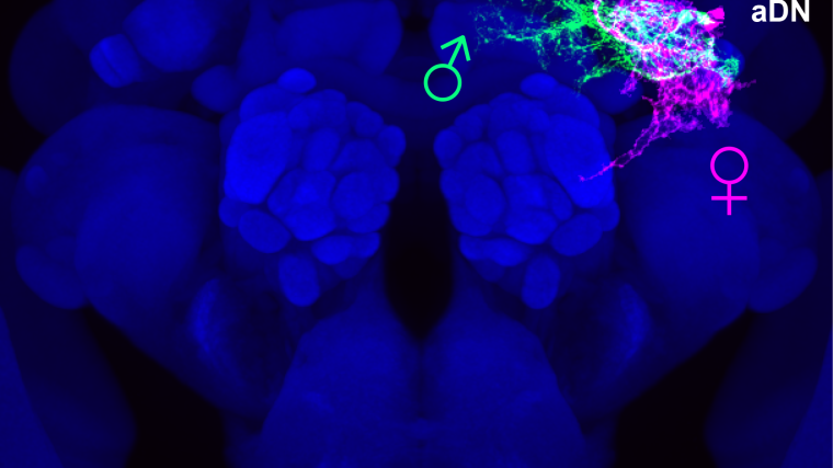 The brains of a male and female fly merged together shows an intertwined network of neurons in roughly the same position, demonstrating that neural activity in each brain is similar yet subtly different.