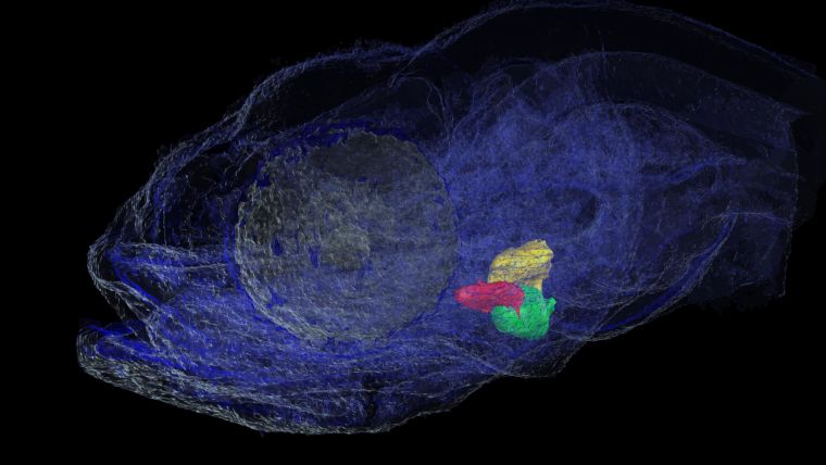 A translucent scan of a surface fish in which the heart is shown in three distinct sections (red, yellow and green)