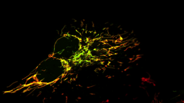 Cell signalling captured in a group of converging activity