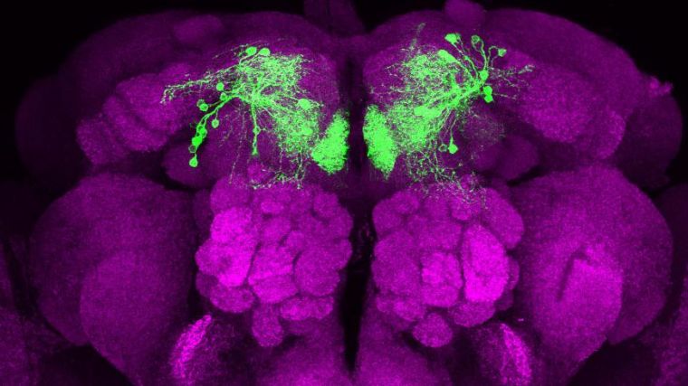 Water-reinforcing dopamine neurons in the fly brain