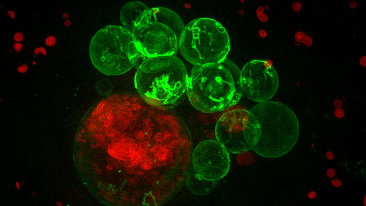 Secondary cells shown as a cluster of 16 cells (green) next to a larger cell (red)