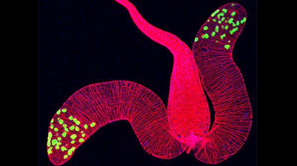 A male fruit fly gland showing secondary cells (small cluster at the tip of each 'arm' of the gland, green) and circumferential muscle fibres (shown as the dominant mass streaking across the gland, red/pink)