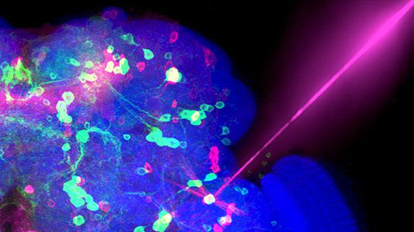 Optogenetic control: a light beam is used to write information to nerve cells in the brain