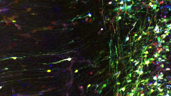 Newly generated cortical neurons migrate from ventricular zone (right) towards the pial surface (left)