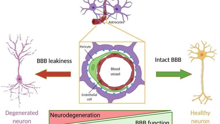 Blood-brain barrier (dys)function and regulation of brain water homeostasis in CNS pathologies