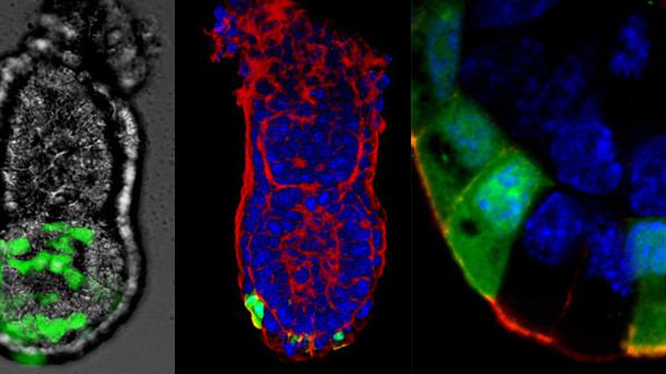 Early mouse embryos showing anterior visceral endoderm (AVE) in green. Left: still from time-lapse recording of migrating AVE cells. Middle: fixed embryo labeled for f-actin (red) and nucleii (blue). Right: higher magnification view of stained embryo showing columnar nature of cells.